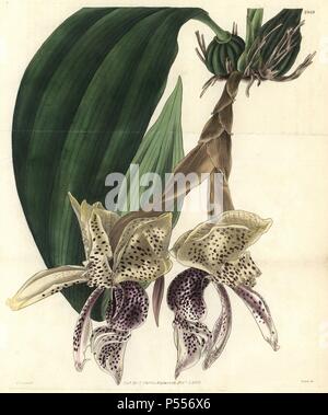 Magnifique orchidée stanhopea, Stanhopea insignis. Illustration dessinée par William Jackson Hooker, gravée par Swan. Coloriée à la gravure sur cuivre de William Curtis's Botanical Magazine, "l' Samuel Curtis, 1829. Hooker (1785-1865) était un botaniste, écrivain et artiste. Il était professeur de botanique à l'Université de Glasgow, et éditeur de Curtis' 'Botanical Magazine" de 1827 à 1865. En 1841, il est nommé directeur des Jardins botaniques royaux de Kew, et fut remplacé par son fils Joseph Dalton. Hooker a documenté les orchidées et fougères craquelure qui ont secoué l'Angleterre au milieu du 19e siècle Banque D'Images