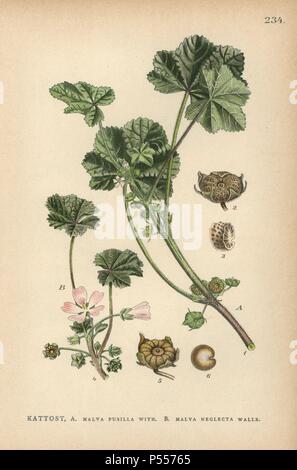 La mauve à feuilles rondes, Malva pusilla, et mauve commune, Malva neglecta. Chromolithographie de Carl Lindman's 'Bilder ur Nordens Flora' (Photos de la Flore du Nord), Stockholm, Wahlström & Widstrand, 1905. Lindman (1856-1928) était professeur de botanique à la Swedish Museum of Natural History (Naturhistoriska Riksmuseet). L'chromolithographs étaient fondées sur l'Palmstruch Johan Wilhelm 'Svensk botanik' (1802-1843). Banque D'Images