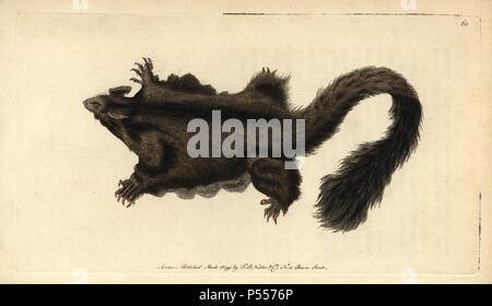 Yellow-bellied Glider ou du Sud (petaurus australis Petaurus), un vol nocturne et arboricole. possum. Dessin de M. Catton.. Coloriée à la gravure sur cuivre de George Shaw et Frederick Nodder's 'Le Naturalist's Miscellany' 1790.. Sciences Nodder Frederick (17511801 ?) était un artiste et graveur d'histoire naturelle. Nodder peaufine son travail de rédaction sur le capitaine Cook et Joseph Banks' Florilegium et gravure de Parkinson Sydney Australie croquis de plantes. Il a été fait "peintre botanique à Sa Majesté la Reine Charlotte' en 1785. Nodder a également appelé l'études botaniques dans Thomas Banque D'Images