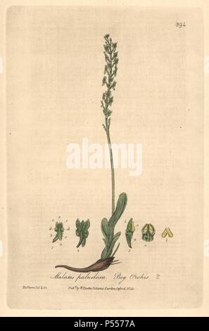 Malaxis paludosa, orchis des marais. Dessiné et gravé sur cuivre coloriée par Charles Mathews de William Baxter's 'british' Phaenogamous la botanique, Oxford, 1840. Scotsman William Baxter (1788-1871) a été le conservateur du jardin botanique d'Oxford de 1813 à 1854. Banque D'Images