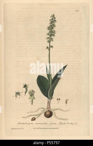 Musc vert Herminium monorchis, orchidée. Dessiné et gravé sur cuivre coloriée par Charles Mathews de William Baxter's 'british' Phaenogamous la botanique, Oxford, 1838. Scotsman William Baxter (1788-1871) a été le conservateur du jardin botanique d'Oxford de 1813 à 1854. Banque D'Images