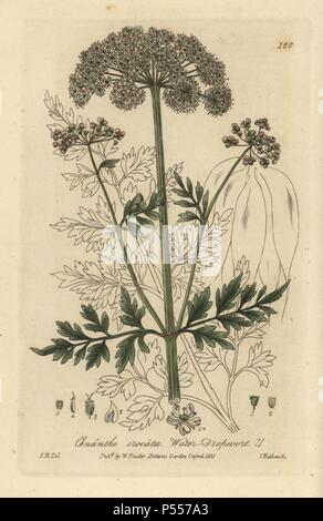 Oenanthe crocata filipendule vulgaire, de l'eau. La gravure sur cuivre coloriée par Charles Mathews, d'un dessin par Isaac Russell de William Baxter's 'british' 1835 Phaenogamous la botanique. Scotsman William Baxter (1788-1871) a été le conservateur du jardin botanique d'Oxford de 1813 à 1854. Banque D'Images