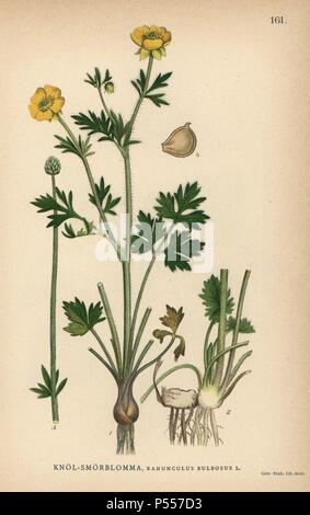 St Anthony's ou navet bulboses buttercup, Ranunculus bulbosus. Chromolithographie de Carl Lindman's 'Bilder ur Nordens Flora' (Photos de la Flore du Nord), Stockholm, Wahlström & Widstrand, 1905. Lindman (1856-1928) était professeur de botanique à la Swedish Museum of Natural History (Naturhistoriska Riksmuseet). L'chromolithographs étaient fondées sur l'Palmstruch Johan Wilhelm 'Svensk botanik' (1802-1843). Banque D'Images