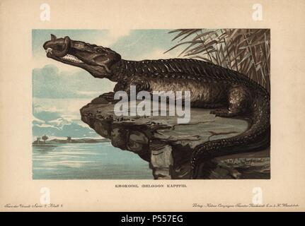 Belodon, Krokodil, Belodon kapfii, espèce de crocodile-comme phytosaur du Trias. Impression couleur (chromolithographie) illustration par F. John de 'Tiere der Urwelt" les animaux du monde préhistorique, 1910, Hambourg. À partir d'une série de cartes de créature préhistorique publié par la société Cacao Reichardt. Banque D'Images