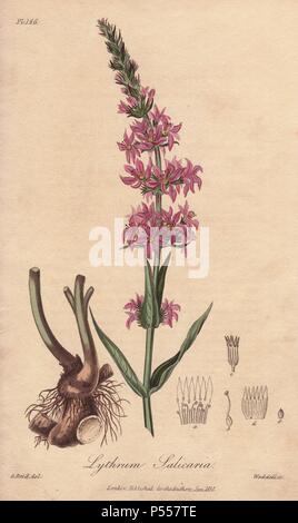 La salicaire pourpre, Lythrum salicaria. Coloriée illustration botanique dessiné par G. Reid et gravés sur acier par John Stephenson de Weddell et James Morss Churchill's 'Medical botanique : ou illustrations et descriptions des plantes médicinales de l'Edimbourg, Londres, Dublin et pharmacopées," John Churchill, Londres, 1831. Banque D'Images