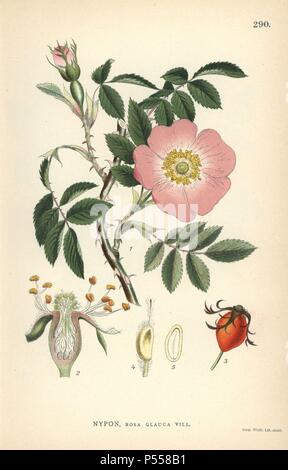 À feuilles rouge rose, Rosa glauca Vill. Chromolithographie de Carl Lindman's 'Bilder ur Nordens Flora' (Photos de la Flore du Nord), Stockholm, Wahlstrom & Widstrand, 1905. Lindman (1856-1928) était professeur de botanique à la Swedish Museum of Natural History (Naturhistoriska Riksmuseet). L'chromolithographs étaient fondées sur l'Palmstruch Johan Wilhelm 'Svensk botanik', 1802-1843. Banque D'Images