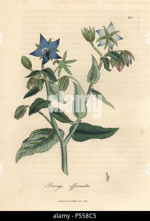 Fleur Bleue, bourrache Borago officinalis. Coloriée à la gravure sur cuivre à partir d'une illustration botanique par James Sowerby de William Woodville et Sir William Jackson Hooker's 'Medical Botanique' 1832. L'infatigable Sowerby (1757-1822) a attiré plus de 2 500 plantes pour Smith's mammoth 'English Botany' (1790-1814) et 440 pour les champignons de couleur de l'anglais 'Chiffres Champignons ' (1797) parmi beaucoup d'autres travaux. Banque D'Images