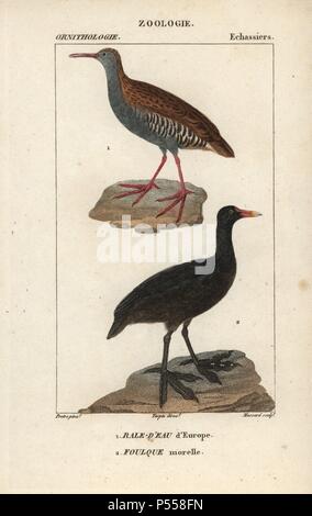 L'eau Rail Rallus aquaticus, et, foulque macroule, Fulica atra. Gravure sur cuivre coloriée à crépi de Dumont de Sainte-Croix's 'Dictionary of Natural Science : ornithologie,' Paris, France, 1816-1830. Illustration par J. G. Pretre, gravés par Massard, réalisé par Pierre Jean François Turpin, et publié par F.G. Levrault. Jean Gabriel Pretre (17801845) était peintre d'histoire naturelle à l'Impératrice Joséphine's zoo et plus tard est devenu artiste pour le Musée d'Histoire Naturelle. Turpin (1775-1840) est considéré comme l'un des plus grands illustrateurs botaniques français du 19e siècle. Banque D'Images