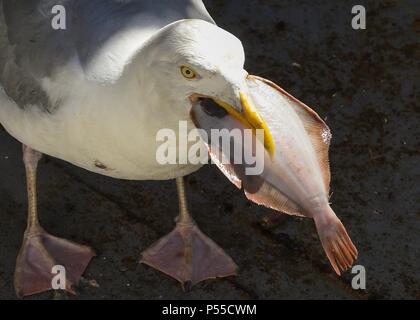 Pittenweem, Fife, Scotland, UK - 25 juin 2018 : Royaume-Uni - une mouette avec un festin d'un petit-déjeuner au soleil à Pittenweem port. Pittenweem est le plus actif des ports de pêche dans l'Est de la côte de Fife Neuk. Credit : Kay Roxby/Alamy Live News Banque D'Images