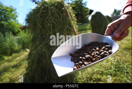 Oy, Withtelberg Deutschland. 23 Juin, 2018. Illustration - 23.06.2018, la Bavière, Oy-withtelberg : grains de café sont détenus dans une pelouse en face d'un torréfacteur de café dans le quartier Oy dans une pelle. (Dpa-KORR : 'la bouse de vache, de café, des herbes : Comment un parfum veut attirer les touristes' à partir de 24.06.2018) Crédit : Karl-Josef Opim/dpa | dans le monde d'utilisation/dpa/Alamy Live News Banque D'Images