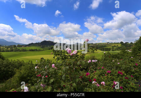 Oy, Withtelberg Deutschland. 22 Juin, 2018. 22.06.2018, la Bavière, Oy-withtelberg withtelberg : Le quartier est derrière le jardin de roses d'une manufacture de produits cosmétiques naturels et des huiles essentielles pour voir (pour dpa-KORR : 'la bouse de vache, de café, des herbes : Comment un parfum veut attirer les touristes' à partir de 24.06.2018 ) Crédit : Karl-Josef Opim/dpa | dans le monde d'utilisation/dpa/Alamy Live News Banque D'Images