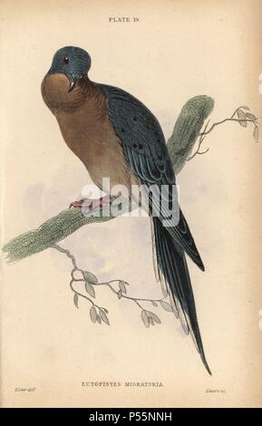 Tourte, Ectopistes migratorius, chassés jusqu'à l'extinction en Amérique au début du 20e siècle. Gravure coloriée par William Lizars après une illustration par Edward Lear de Prideaux John Selby's volumes 'Pigeons' dans le Sir William Jardine's 'Bibliothèque du naturaliste : ornithologie," publié par W.H. Lizars, Édimbourg, 1835. L'artiste Edward Lear (1812-1888), aujourd'hui plus connu pour son non-sens littéraire et de poèmes humoristiques, était un excellent artiste ornithologique qui a publié 'Illustrations de la famille des Psittacidés perroquets ou' en 1832. Banque D'Images