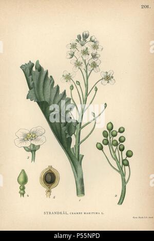 Kale Crambe maritima, la mer. Chromolithographie de Carl Lindman's 'Bilder ur Nordens Flora' (Photos de la Flore du Nord), Stockholm, Wahlström & Widstrand, 1905. Lindman (1856-1928) était professeur de botanique à la Swedish Museum of Natural History (Naturhistoriska Riksmuseet). L'chromolithographs étaient fondées sur l'Palmstruch Johan Wilhelm 'Svensk botanik' (1802-1843). Banque D'Images