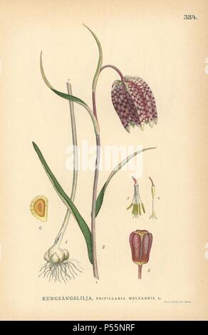 Tête du serpent fritillary, Fritillaria meleagris. Chromolithographie de Carl Lindman's 'Bilder ur Nordens Flora' (Photos de la Flore du Nord), Stockholm, Wahlstrom & Widstrand, 1905. Lindman (1856-1928) était professeur de botanique à la Swedish Museum of Natural History (Naturhistoriska Riksmuseet). L'chromolithographs étaient fondées sur l'Palmstruch Johan Wilhelm 'Svensk botanik', 1802-1843. Banque D'Images