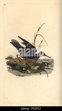 Bécasseau violet Calidris maritima,. Dessiné et gravé sur cuivre coloriée par Edward Donovan de sa propre "Histoire naturelle des oiseaux britanniques, Londres, 1794-1819. Edward Donovan (1768-1837) était un zoologiste amateur, auteur, artiste et graveur. Il a écrit et illustré une série de volumes sur les oiseaux, poissons, coquillages et d'insectes, a ouvert son propre musée d'histoire naturelle de Londres, mais plus tard, il est tombé bien bas et est mort sans le sou. Banque D'Images