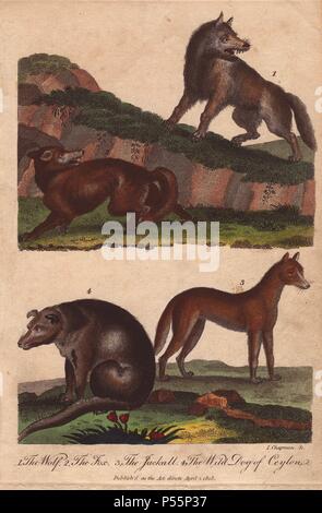 Le loup, le renard, le chacal, le chien sauvage et de Ceylan. . Canis lupus Canis aureus, Vulpes vulpes. . La main, la gravure sur cuivre d'après un dessin de Johann Ihle de Ebenezer éventuellement 'du système universel d'Histoire Naturelle" 1794. . . Le prolifique éventuellement publié son système universel d'Histoire Naturelle en 17941796 en cinq volumes couvrant les trois mondes naturels de la faune, de la flore et de la géologie. La série comprenait des illustrations de bêtes mythiques tels que le sukotyro et la sirène, et dépeint des paresseux assis sur le terrain (au lieu de la pendaison des arbres) et d'un orang-outan femelle domestiquée portant une interdiction Banque D'Images