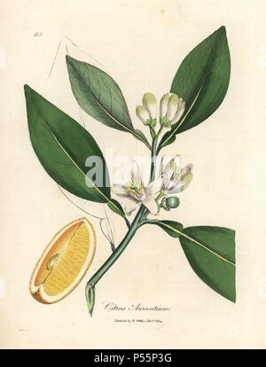 Fleurs blanches et fruits mûrs segment de l'oranger, Citrus aurantium. Coloriée à la gravure sur cuivre à partir d'une illustration botanique par James Sowerby de William Woodville et Sir William Jackson Hooker's 'Medical Botanique' 1832. L'infatigable Sowerby (1757-1822) a attiré plus de 2 500 plantes pour Smith's mammoth 'English Botany' (1790-1814) et 440 pour les champignons de couleur de l'anglais 'Chiffres Champignons ' (1797) parmi beaucoup d'autres travaux. Banque D'Images