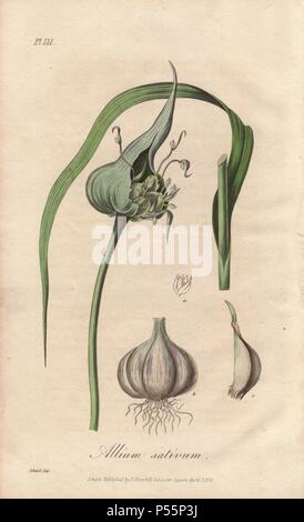 L'ail cultivé commun, Allium sativum, avec fleur, ampoule et de girofle. La gravure sur cuivre coloriée après une illustration par G. Reid de James Morss Churchill et John Stephenson's 'Medical Botanique' (1829). Banque D'Images