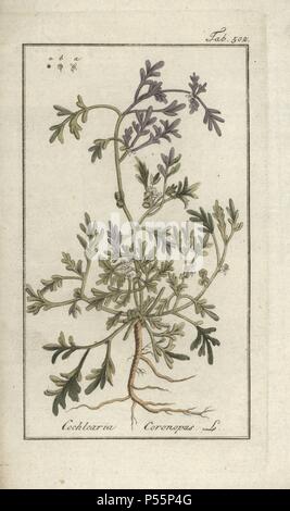 Swinecress, Coronopus squamatus. Gravure coloriée à la botanique sur cuivre de Johannes Zorn's 'Image Artseny-Gewassen', der Jan Christiaan Sepp, Amsterdam, 1796. Zorn publié pour la première fois son illustration botanique médicale à Nuremberg en 1780 avec 500 planches, et une édition néerlandaise a suivi en 1796 publié par J.C. Sepp avec 100 autres plaques. Zorn (1739-1799) était un pharmacien et botaniste allemand qui a perçu plantes médicales de toute l'Europe pour son 'icones plantarum medicinalium' pour les apothicaires et médecins. Banque D'Images