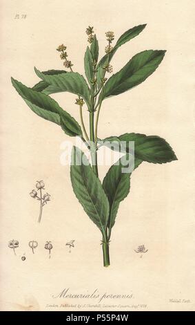 Dog's Mercury, Mercurialis perennis. Coloriée illustration botanique dessiné et gravé sur acier par John Stephenson de Weddell et James Morss Churchill's 'Medical botanique : ou illustrations et descriptions des plantes médicinales de l'Edimbourg, Londres, Dublin et pharmacopées," John Churchill, Londres, 1831. Banque D'Images