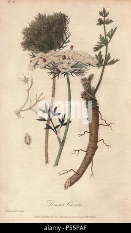 La carotte sauvage, Daucus carota. Coloriée illustration botanique dessiné et gravé sur acier Par William Clark de John Stephenson et James Morss Churchill's 'Medical botanique : ou illustrations et descriptions des plantes médicinales de l'Edimbourg, Londres, Dublin et pharmacopées," John Churchill, Londres, 1831. William Clark est l'ancien rapporteur pour avis à la Société d'horticulture de Londres et illustré de nombreux livres botaniques dans les années 1820 et 1830. Banque D'Images