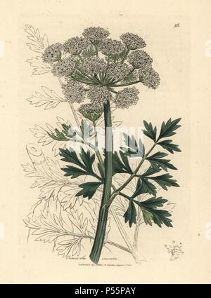 L'eau de la pruche filipendule vulgaire, Oenanthe crocata. Coloriée à la gravure sur cuivre à partir d'une illustration botanique par James Sowerby de William Woodville et Sir William Jackson Hooker's 'Medical la botanique, l' John Bohn, Londres, 1832. L'infatigable Sowerby (1757-1822) a attiré plus de 2 500 plantes, pour Smith's mammoth 'English Botany' (1790-1814) et 440 pour les champignons de couleur de l'anglais 'Chiffres Champignons ' (1797) parmi beaucoup d'autres travaux. Banque D'Images