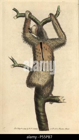 Trois-toed sloth ou paresseux à gorge pâle. Bradypus tridactylus. Illustration signée par N (Frederick Nodder).. Coloriée à la gravure sur cuivre de George Shaw et Frederick Nodder's 'Naturalist's Miscellany' (1790).. Sciences Nodder Frederick (17511801 ?) était un artiste et graveur d'histoire naturelle. Nodder peaufine son travail de rédaction sur le capitaine Cook et Joseph Banks' Florilegium et gravure de Parkinson Sydney Australie croquis de plantes. Il a été fait "peintre botanique à Sa Majesté la Reine Charlotte' en 1785. Nodder a également appelé l'études botaniques dans Thomas Martyn's Flora Rustica (1 Banque D'Images