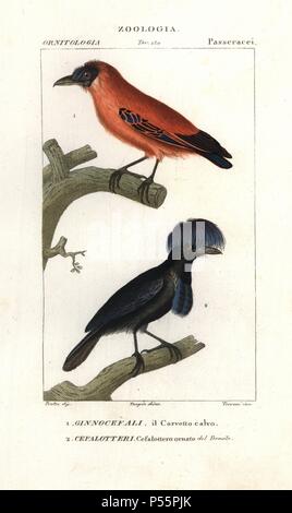 Ou Calfbird Perissocephalus Capuchinbird, tricolore, et amazoniennes umbrellabird, Cephalopterus ornatus. Gravure sur cuivre coloriée à crépi de Antoine Jussieu's 'Dictionary of Natural Science", Florence, Italie, 1837. Illustration par J. G. Pretre, gravée par Terreni, réalisé par Pierre Jean François Turpin, et publié par Batelli e Figli. Jean Gabriel Pretre (17801845) était peintre d'histoire naturelle à l'Impératrice Joséphine's zoo et plus tard est devenu artiste pour le Musée d'Histoire Naturelle. Turpin (1775-1840) est considéré comme l'un des plus grands illustrateurs botaniques français du 19e siècle Banque D'Images