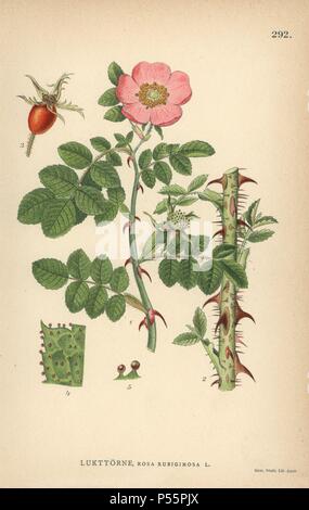 Sweet Briar ou eglantine rose, Rosa rubiginosa. Chromolithographie de Carl Lindman's 'Bilder ur Nordens Flora' (Photos de la Flore du Nord), Stockholm, Wahlstrom & Widstrand, 1905. Lindman (1856-1928) était professeur de botanique à la Swedish Museum of Natural History (Naturhistoriska Riksmuseet). L'chromolithographs étaient fondées sur l'Palmstruch Johan Wilhelm 'Svensk botanik', 1802-1843. Banque D'Images