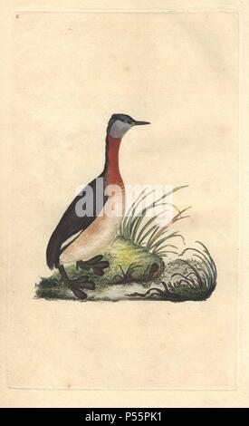 Red-necked grebe de brun foncé et de plumage rouge marron. . . (Podiceps grisegena Podiceps ruficollis). . Edward Donovan (1768-1837) était un zoologiste amateur, auteur, artiste et graveur. Il a écrit et illustré une série de volumes sur les oiseaux, poissons, coquillages et d'insectes, a ouvert son propre musée d'histoire naturelle de Londres, mais plus tard, il est tombé bien bas et est mort sans le sou.. . Coloriée à la gravure sur cuivre de Edward Donovan's 'l'histoire naturelle des oiseaux britanniques' (1794-1819). Banque D'Images