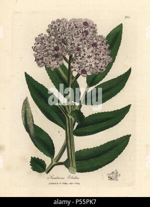 Fleur pourpre sureau nain, Sambucus ebulus. Coloriée à la gravure sur cuivre à partir d'une illustration botanique par James Sowerby de William Woodville et Sir William Jackson Hooker's 'Medical Botanique' 1832. L'infatigable Sowerby (1757-1822) a attiré plus de 2 500 plantes pour Smith's mammoth 'English Botany' (1790-1814) et 440 pour les champignons de couleur de l'anglais 'Chiffres Champignons ' (1797) parmi beaucoup d'autres travaux. Banque D'Images