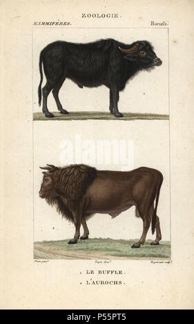 Les buffles d'eau, Bubalus bubalis, auroch et disparues, Bos urus. Gravure sur cuivre coloriée à crépi de Frédéric Cuvier's 'Dictionary of Natural Science : Mammifères,' Paris, France, 1816. Illustration par J. G. Pretre, gravée par Boquet l'ancien, réalisé par Pierre Jean François Turpin, et publié par F.G. Levrault. Jean Gabriel Pretre (17801845) était peintre d'histoire naturelle à l'Impératrice Joséphine's zoo et plus tard est devenu artiste pour le Musée d'Histoire Naturelle. Turpin (1775-1840) est considéré comme l'un des plus grands illustrateurs botaniques français du 19e siècle. Banque D'Images