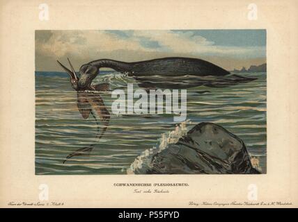 Plesiosaurus, Schwanenechse, espèce de grand reptile marin sauropterygian du Jurassique. Impression couleur (chromolithographie) illustration par F. John de 'Tiere der Urwelt" les animaux du monde préhistorique, 1910, Hambourg. À partir d'une série de cartes de créature préhistorique publié par la société Cacao Reichardt. Banque D'Images