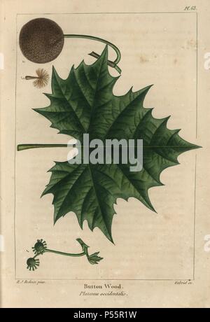 Feuille, fleur, fruit et graines de l'érable sycomore ou Buttonwood tree, Platanus occidentalis. Gravure coloriée à crépi d'une illustration botanique par Henri Joseph Redoute, gravé sur cuivre par Gabriel, de François André Michaux's 'North American Sylva, Philadelphie, 1857'. Le botaniste français Michaux (1770-1855) a exploré et le Canada en 1785 le catalogage de ses arbres indigènes. Banque D'Images