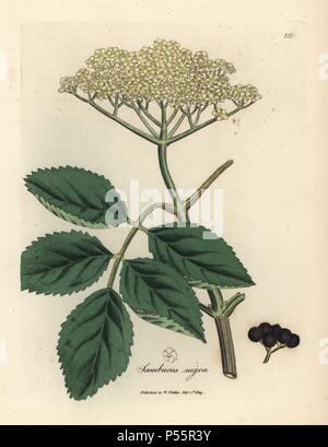 Noir commun, sureau Sambucus nigra. Coloriée à la gravure sur cuivre à partir d'une illustration botanique par James Sowerby de William Woodville et Sir William Jackson Hooker's 'Medical la botanique, l' John Bohn, Londres, 1832. L'infatigable Sowerby (1757-1822) a attiré plus de 2 500 plantes, pour Smith's mammoth 'English Botany' (1790-1814) et 440 pour les champignons de couleur de l'anglais 'Chiffres Champignons ' (1797) parmi beaucoup d'autres travaux. Banque D'Images