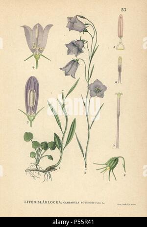 La campanule à feuilles rondes, Campanula rotundifolia. Chromolithographie de Carl Lindman's 'Bilder ur Nordens Flora' (Photos de la Flore du Nord), Stockholm, Wahlström & Widstrand, 1905. Lindman (1856-1928) était professeur de botanique à la Swedish Museum of Natural History (Naturhistoriska Riksmuseet). L'chromolithographs étaient fondées sur l'Palmstruch Johan Wilhelm 'Svensk botanik' (1802-1843). Banque D'Images