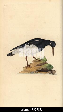 Eurasian oystercatcher, Haematopus ostralegus. Dessiné et gravé sur cuivre coloriée par Edward Donovan de sa propre "Histoire naturelle des oiseaux britanniques, Londres, 1794-1819. Edward Donovan (1768-1837) était un zoologiste amateur, auteur, artiste et graveur. Il a écrit et illustré une série de volumes sur les oiseaux, poissons, coquillages et d'insectes, a ouvert son propre musée d'histoire naturelle de Londres, mais plus tard, il est tombé bien bas et est mort sans le sou. Banque D'Images