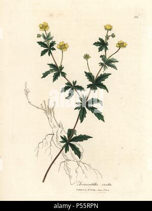 Tormentille Potentilla erecta, commun. Coloriée à la gravure sur cuivre à partir d'une illustration botanique par James Sowerby de William Woodville et Sir William Jackson Hooker's 'Medical la botanique, l' John Bohn, Londres, 1832. L'infatigable Sowerby (1757-1822) a attiré plus de 2 500 plantes, pour Smith's mammoth 'English Botany' (1790-1814) et 440 pour les champignons de couleur de l'anglais 'Chiffres Champignons ' (1797) parmi beaucoup d'autres travaux. Banque D'Images