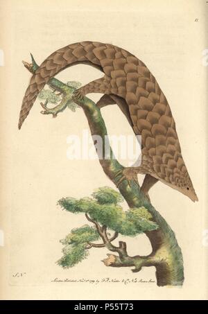 Manis de cinq orteils, Chinois, pangolin ou squameuses anteater. Manis pentadactyla. En voie de disparition. . Illustration signée par SN (George Shaw et Frederick Nodder).. Coloriée à la gravure sur cuivre de George Shaw et Frederick Nodder's 'Naturalist's Miscellany' (1789).. Sciences Nodder Frederick (17511801 ?) était un artiste et graveur d'histoire naturelle. Nodder peaufine son travail de rédaction sur le capitaine Cook et Joseph Banks' Florilegium et gravure de Parkinson Sydney Australie croquis de plantes. Il a été fait "peintre botanique à Sa Majesté la Reine Charlotte' en 1785. Nodder a également appelé l'botanical s Banque D'Images