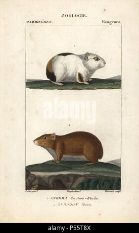 Cobaye Cavia porcellus, rock et Cavia ou moco, Kerodon rupestris. Gravure sur cuivre coloriée à crépi de Frédéric Cuvier's 'Dictionary of Natural Science : Mammifères,' Paris, France, 1816. Illustration par J. G. Pretre, gravés par Massard, réalisé par Pierre Jean François Turpin, et publié par F.G. Levrault. Jean Gabriel Pretre (17801845) était peintre d'histoire naturelle à l'Impératrice Joséphine's zoo et plus tard est devenu artiste pour le Musée d'Histoire Naturelle. Turpin (1775-1840) est considéré comme l'un des plus grands illustrateurs botaniques français du 19e siècle. Banque D'Images