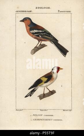 Chaffinch, Fringilla coelebs, et chardonneret, Carduelis carduelis. Gravure sur cuivre coloriée à crépi de Dumont de Sainte-Croix's 'Dictionary of Natural Science : ornithologie,' Paris, France, 1816-1830. Illustration par J. G. Pretre, gravés par Massard, réalisé par Pierre Jean François Turpin, et publié par F.G. Levrault. Jean Gabriel Pretre (17801845) était peintre d'histoire naturelle à l'Impératrice Joséphine's zoo et plus tard est devenu artiste pour le Musée d'Histoire Naturelle. Turpin (1775-1840) est considéré comme l'un des plus grands illustrateurs botaniques français du 19e siècle. Banque D'Images