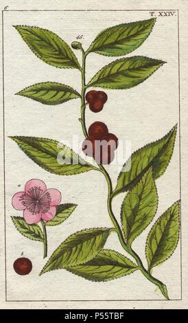 Plateau, Camellia sinensis, Thea bohea. La gravure sur cuivre coloriée d'une illustration botanique de G. T. Wilhelm's 'Unterhaltungen aus der Naturgeschichte' (Encyclopédie d'Histoire Naturelle), Vienne, 1816. Tobias Gottlieb Wilhelm (1758-1811) était un prêtre et naturaliste bavarois à Augsbourg, où la première édition a été publiée. Banque D'Images