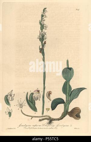 Le rampage goodyera Goodyera repens, d'orchidées. Taille-douce coloriée gravée par W. Willis à partir d'un dessin de Charles Mathews de William Baxter's 'british' Phaenogamous la botanique, Oxford, 1839. Scotsman William Baxter (1788-1871) a été le conservateur du jardin botanique d'Oxford de 1813 à 1854. Banque D'Images