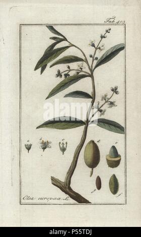 Olivier, Olea europaea. Gravure coloriée à la botanique sur cuivre de Johannes Zorn's 'Image Artseny-Gewassen', der Jan Christiaan Sepp, Amsterdam, 1796. Zorn publié pour la première fois son illustration botanique médicale à Nuremberg en 1780 avec 500 planches, et une édition néerlandaise a suivi en 1796 publié par J.C. Sepp avec 100 autres plaques. Zorn (1739-1799) était un pharmacien et botaniste allemand qui a perçu plantes médicales de toute l'Europe pour son 'icones plantarum medicinalium' pour les apothicaires et médecins. Banque D'Images