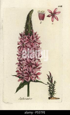 La salicaire pourpre, Lythrum salicaria. Coloriée dessinée botanique et gravé par Pierre Brisson de son propre 'Flora Parisiensis," 1776, Paris, P. F. Didot. Pierre Brisson (1752-1793) était un célèbre botaniste français, pionnier de la trois-couleurs-plaque d'impression. Son introduction aux fleurs de Paris inclus 640 plantes. Banque D'Images