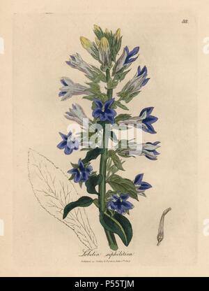 Fleur Bleue ou lobelia Lobelia siphilitica, fleur cardinale. Coloriée à la gravure sur cuivre à partir d'une illustration botanique par James Sowerby de William Woodville et Sir William Jackson Hooker's 'Medical Botanique' 1832. L'infatigable Sowerby (1757-1822) a attiré plus de 2 500 plantes pour Smith's mammoth 'English Botany' (1790-1814) et 440 pour les champignons de couleur de l'anglais 'Chiffres Champignons ' (1797) parmi beaucoup d'autres travaux. Banque D'Images