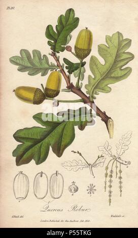 French Oak tree, Quercus robur. Coloriée illustration botanique dessiné par G. Reid et gravés sur acier par John Stephenson de Weddell et James Morss Churchill's 'Medical botanique : ou illustrations et descriptions des plantes médicinales de l'Edimbourg, Londres, Dublin et pharmacopées," John Churchill, Londres, 1831. Banque D'Images