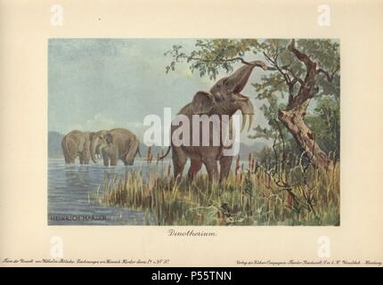 Deinotherium giganteum (Dinotherium), préhistorique par rapport à l'éléphant, avec une courbe descendante défenses.. . Illustration en couleur par Heinrich Harder de 'Tiere der Urwelt" les animaux du monde préhistorique, 1916, Hambourg. . Heinrich Harder (1858-1935) était un peintre paysagiste allemand et illustrateur de livres. Ces images proviennent d'une série de cartes de créature préhistorique publié par la société Cacao Reichardt en 1908. L'historien Wilhelm Bolsche naturel a écrit le texte descriptif. Banque D'Images