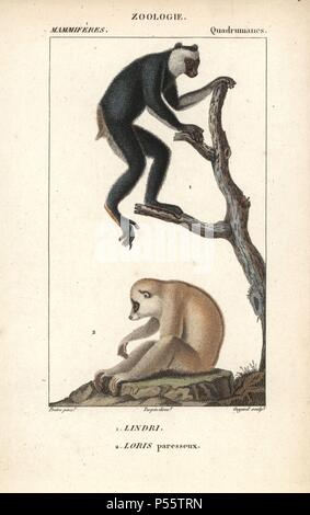 L'Indri Indri Indri ou babakoto, (en voie de disparition) et loris lent Sunda, Nycticebus coucang (vulnérable). Gravure sur cuivre coloriée à crépi de Frédéric Cuvier's 'Dictionary of Natural Science : Mammifères,' Paris, France, 1816. Illustration par J. G. Pretre, gravée par Guyard, réalisé par Pierre Jean François Turpin, et publié par F.G. Levrault. Jean Gabriel Pretre (17801845) était peintre d'histoire naturelle à l'Impératrice Joséphine's zoo et plus tard est devenu artiste pour le Musée d'Histoire Naturelle. Turpin (1775-1840) est considéré comme l'un des plus grands illustrateurs botaniques français du 19e siècle Banque D'Images