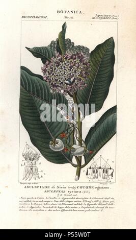 L'asclépiade commune, Asclepias syriaca. Gravure sur cuivre coloriée à crépi de Antoine Jussieu's 'Dictionary of Natural Science", Florence, Italie, 1837. Illustration par Turpin, gravée par Devegni, réalisé par Pierre Jean François Turpin, et publié par Batelli e Figli. Turpin (1775-1840) est considéré comme l'un des plus grands illustrateurs botaniques français du 19e siècle. Banque D'Images